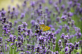 Lavender flowers