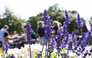 Purple flowers